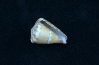 船長芋螺藏品圖，第2張